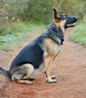 Animal, dog and German shepherd in forest for training, scent tracking or service companion. Outdoors, nature path and canine sitting for command, teaching behaviour or morning walk in Munich