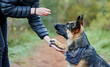 Animal training, outdoor and owner teaching dog respect, patience and obedience or trust with snack. Person, pet or german shepherd in park together with treat for coaching, reward and eating