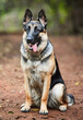 Animal, sitting and German shepherd in forest for dog training, scent tracking or service companion. Outdoors, nature path and pet care for command, teaching behaviour or obedience in London