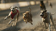 Energetic greyhounds race fiercely, kicking up sand as they focus on victory at the track.