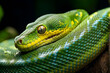 Vibrant green tree python on branch; ideal for wildlife education, exotic pet care, and nature-themed designspython