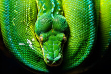 Exotic Green Tree Python Close-up