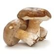 Two big brown mushrooms.