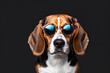 Clever Beagle in sunglasses on dark grey background. Ideal for educational content, pet blogs, or humorous ads