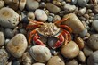 Colorful sea crabs crawled out onto round pebbles