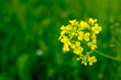 Bloom one yellow inflorescence mustard, close-up. White mustard plant on blurred green background for publication, poster, calendar, post, screensaver, wallpaper, cover, web. High quality photography