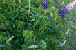 Lupin bush background. Lilac lupine flowers with green leaves for publication, poster, calendar, post, screensaver, wallpaper, postcard, banner, cover, website. High quality photo