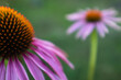 Bloom echinaceas on a blurred green backdrop. Close-up echinacea purpurea for publication, poster, calendar, post, screensaver, wallpaper, postcard, banner, cover, website. High quality photo