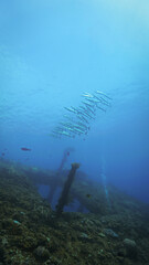 Wall Mural - Underwater photo of school of barracuda fish. Scuba dive from the shipwreck USS Liberty in Tulamben, Bali, Indonesia.