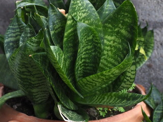 Sansevieria trifasciata hort. mother in laws tongue