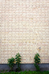 Wall Mural - Yellow brick wall background