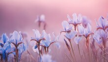 Delicate Soft Pastel Blue Flowers In The Morning Mist Light Blue Irises On A Wild Field In The Pink Tones Of Spring