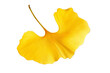 © PARALOGIA - Yellow leaf of Ginko Biloba tree