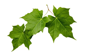 green maple leaves isolated on transparent background