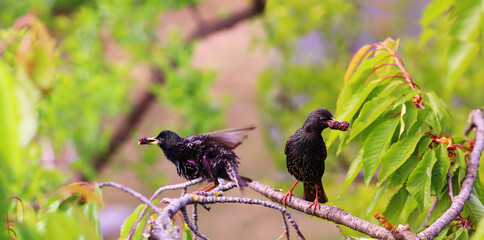 Wall Mural - A family of starlings prepares food for the chicks...