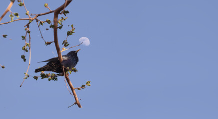 Wall Mural - A starling on a branch, a background of blue sky and a white moon