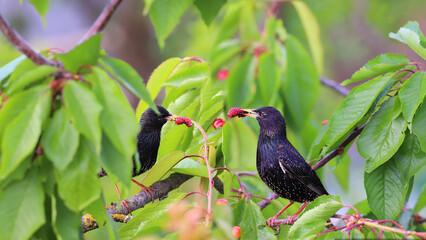 Wall Mural - A pair of starlings are hiding among the leaves on the branches of a cherry tree.....