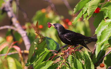 Wall Mural - A starling with a mulberry in its beak on the branches of a cherry tree..