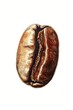 Illustration einer Kaffeebohne, weißer Hintergrund 