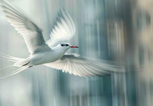 A White Bird Flying Through The Air With Its Wings Spread.