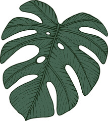 Wall Mural - hand drawn dark green monstera, cheese plant leaf isolated on background. greenery icon. vector dood