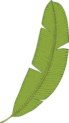 Wall Mural - hand drawn green banana palm leaf isolated on background. greenery icon. vector doodle illustration.
