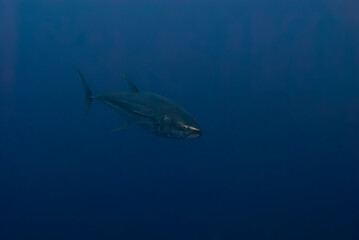 Wall Mural - A solitary tuna glides through the deep blue sea, its sleek form a symbol of speed and grace in the vast ocean wilderness