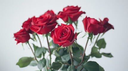 Wall Mural - A stunning bunch of vibrant red roses set against a pure white backdrop