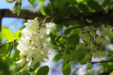 Wall Mural - white acacia flowers, spring flowering acacia, white spring acacia flowers