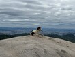 a dog sitting on a rock overlooking the city