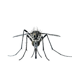 mosquito isolated on white background