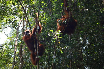 Wall Mural - Sumatran orangutan in Gunung Leuser National Park, North Sumatra, Indonesia