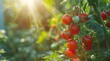 Close up of tomatoes on the vine in a greenhouse, with a blurred background and bokeh, copy space