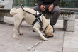 Young Labrador learning to be an assistance dog with a guide dog instructor