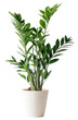 © krit - A tall houseplant with glossy green leaves in a sleek white pot.