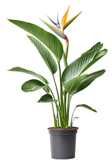 This image is Codiaeum plant with green leaves and vibrant orange flowers in a pot. 