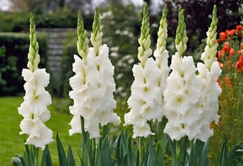 Sticker - A view of some Gladioli in a Garden