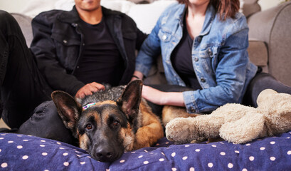 Couple, living room and hands with dog in new house with rescue and foster pet. Love, care and lounge with people and relax animal with teddy together with loyalty, trust and bonding at home by sofa