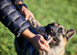 © peopleimages.com - Pet, training and dog with person in park for exercise, playing and adventure outdoors. Owner, happy and man with German Shepherd for biting, rope and summer weekend for games, bonding and fun