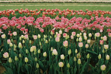 field of tulips