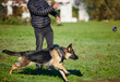 © peopleimages.com - Pet, nature and dog with person in park for exercise, training and adventure outdoors. Owner, happy and man with German Shepherd on holiday, summer vacation and weekend for games, bonding and fun