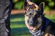© peopleimages.com - Pet, portrait and dog with person in park for exercise, training and adventure outdoors. Owner, backyard and man with German Shepherd for games, bonding and fun for trust, walk or police academy