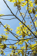 Wall Mural - recent spring foliage of an oak tree with catkins on a blue sky