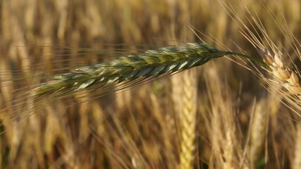 an unripe ear of wheat