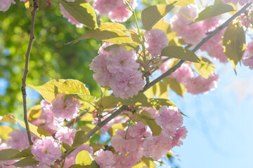 Canvas Print - pink cherry blossom in spring in diffused ethereal light