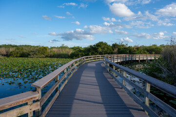 Wall Mural - Anhinga Trail elevated boardwalk over wetlands of Everglades National Park, Florida on sunny summer day..