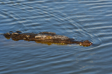 Wall Mural - American Crocodile Crocodylus acutus, swimming in West Lake in Everglades National Park, Florida.