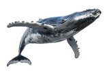 Big whale on white transparent background