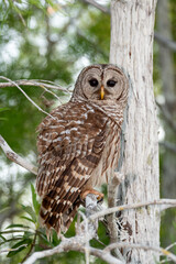 Wall Mural - Barred Owl, Strix varia, perched on Cypress Tree in Everglades National Park, Florida.