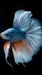 Majestic Siamese Fighting Fish Displaying Fins on Black Background